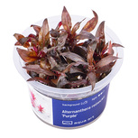 Alternanthera Reineckii Purple - in vitro 