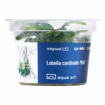 Lobelia Cardinalis Mini in vitro