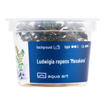 Ludwigia repens 'Mesakana' in vitro