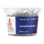 Limnophila Aromatica in vitro