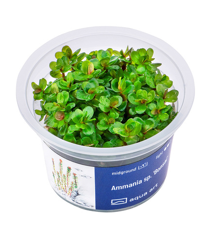 Ammania sp.'Bonsai' in vitro