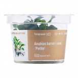 Anubias barteri nana ’Petite’ in vitro