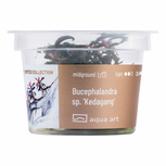Bucephalandra sp. ’Kedagang’ in-vitro