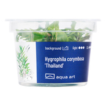 Hygrophila corymbosa 'Thailand' in-vitro