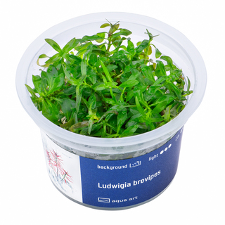 Ludwigia Brevipes in vitro