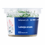 Ludwigia arcuata in vitro