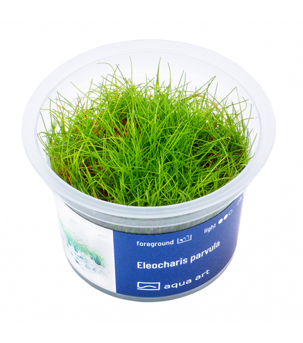 Eleocharis parvula in vitro
