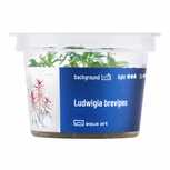 Ludwigia Brevipes in vitro