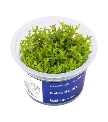 Gratiola viscidula In-vitro