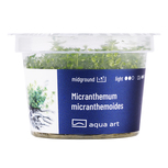 Micranthemum micranthemoides in vitro