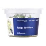 Bacopa Caroliniana  in vitro