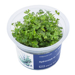 Hydrocotyle sp. ’Japan’ in vitro