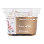Nesea Sp. Gold  in vitro