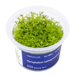 Myriophyllum mattogrossense in vitro