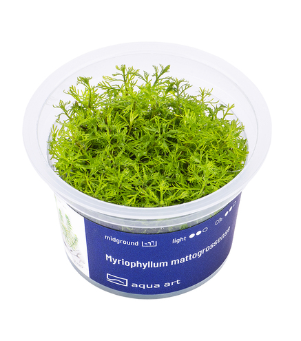 Myriophyllum mattogrossense in vitro