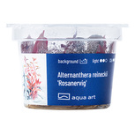 Alternanthera reineckii 'Rosanervig' in vitro