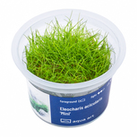 Eleocharis acicularis 'Mini in vitro