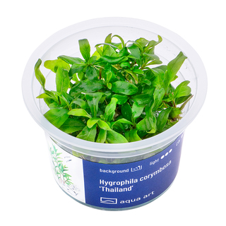 Hygrophila corymbosa 'Thailand' in vitro