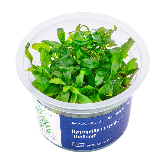 Hygrophila corymbosa 'Thailand' in vitro