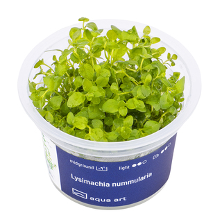 Lysimachia Nummularia in vitro