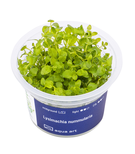 Lysimachia Nummularia in vitro