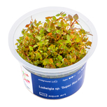 Ludwigia Mini Super Red in-vitro