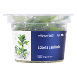 Lobelia Cardinalis in vitro