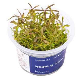 Hygrophila sp. 'Araguaia' in vitro