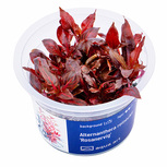 Alternanthera reineckii 'Rosanervig' in vitro