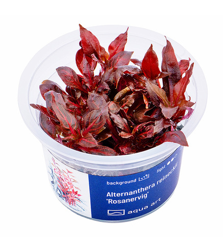 Alternanthera reineckii 'Rosanervig'- in vitro