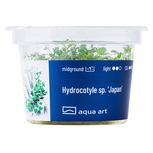 Hydrocotyle sp. ’Japan’ in-vitro