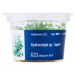 Hydrocotyle sp. ’Japan’ in vitro