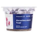 Alternanthera Reineckii Purple - in vitro 