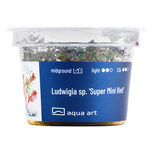 Ludwigia Mini Super Red in vitro