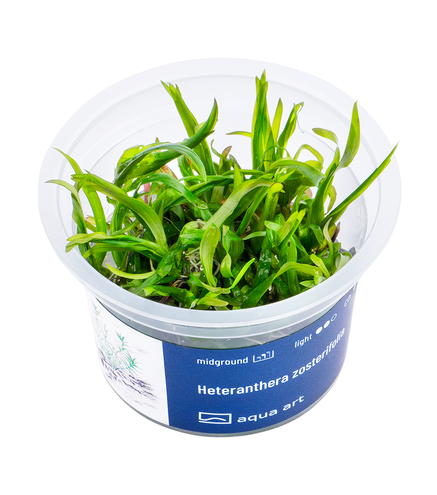 Heteranthera zosterifolia in-vitro