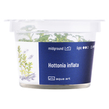 Hottonia inflata in-vitro