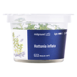Hottonia inflata in vitro