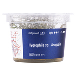 Hygrophila sp. 'Araguaia' in vitro