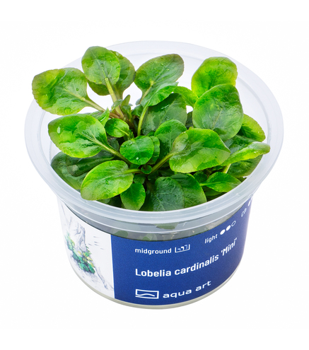 Lobelia Cardinalis Mini in vitro