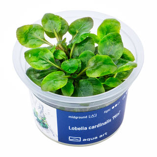 Lobelia Cardinalis Mini in vitro