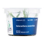 Heteranthera zosterifolia in-vitro
