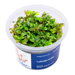 Ludwigia Ovalis in vitro