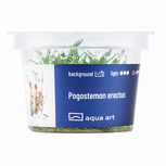 Pogostemon erectus  in vitro