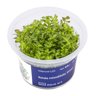Rotala rotundifolia 'Green in-vitro