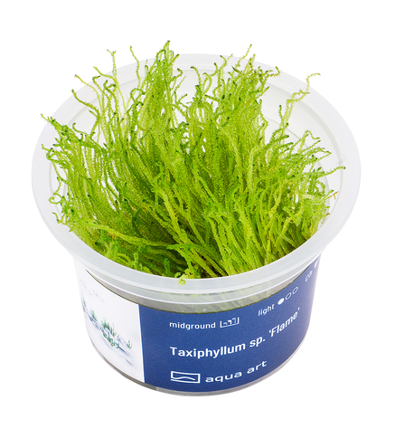 Taxiphyllum sp. 'Flame' in-vitro