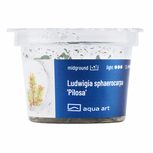 Ludwigia sphaerocarpa 'Pilosa' in-vitro