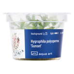 Hygrophila polysperma 'Sunset' in vitro