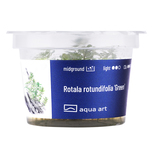 Rotala rotundifolia 'Green in-vitro