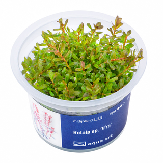 Rotala sp. ’H’ra’ in-vitro