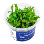 Hygrophila polysperma 'Sunset' in vitro